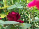 My Roses 2