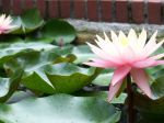 Backyard Water Garden - Pink